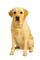 Pet Products