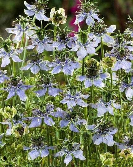 1000 Nigella Sativa Seeds - Black Cumin Herb, Flavorful Culinary Addition, Beautiful Ornamental
