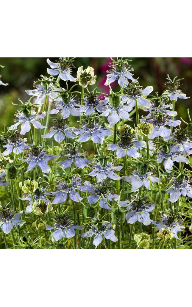 1000 Nigella Sativa Seeds - Black Cumin Herb, Flavorful Culinary Addition, Beautiful Ornamental