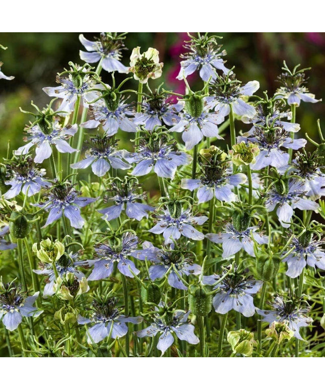 1000 Nigella Sativa Seeds - Black Cumin Herb, Flavorful Culinary Addition, Beautiful Ornamental