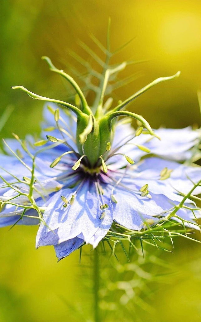 1000 Nigella Sativa Seeds - Black Cumin Herb, Flavorful Culinary Addition, Beautiful Ornamental