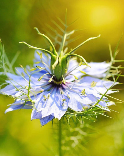 1000 Nigella Sativa Seeds - Black Cumin Herb, Flavorful Culinary Addition, Beautiful Ornamental