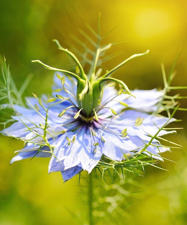 1000 Nigella Sativa Seeds - Black Cumin Herb, Flavorful Culinary Addition, Beautiful Ornamental