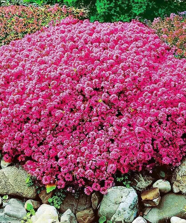 15000+ Vibrant Red Creeping Thyme Seeds - Hardy Drought-Tolerant Ground Cover (Thymus Serpyllum) - Heirloom & Open-Pollinated