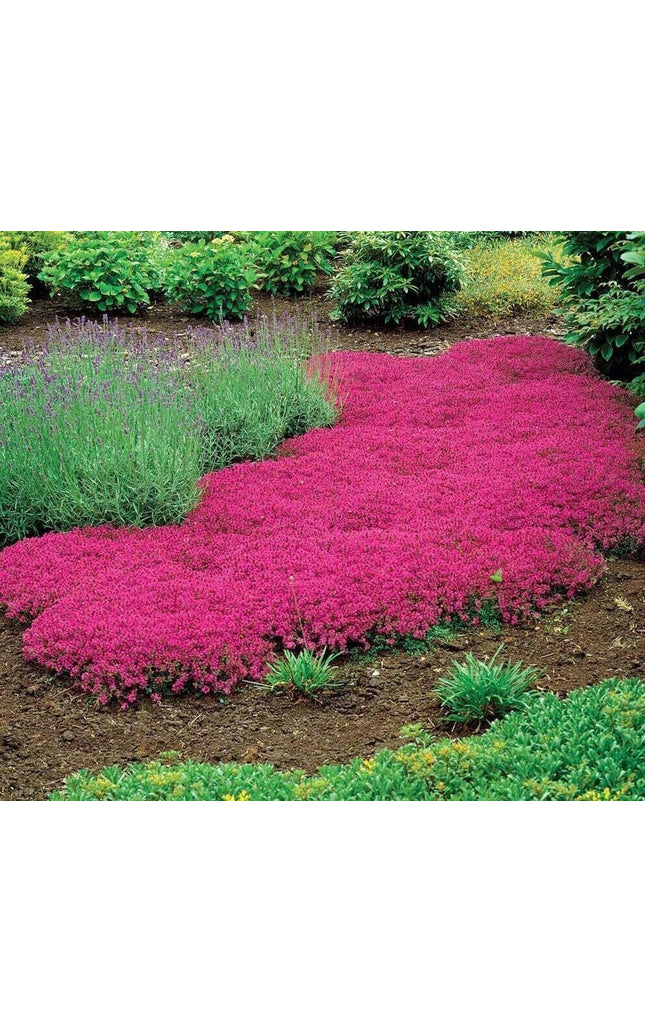 15000+ Vibrant Red Creeping Thyme Seeds - Hardy Drought-Tolerant Ground Cover (Thymus Serpyllum) - Heirloom & Open-Pollinated