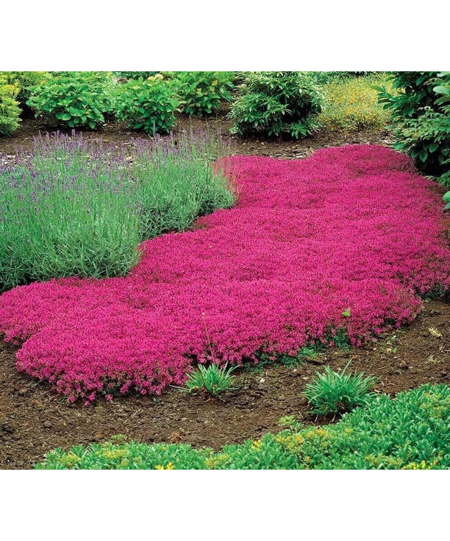 15000+ Vibrant Red Creeping Thyme Seeds - Hardy Drought-Tolerant Ground Cover (Thymus Serpyllum) - Heirloom & Open-Pollinated