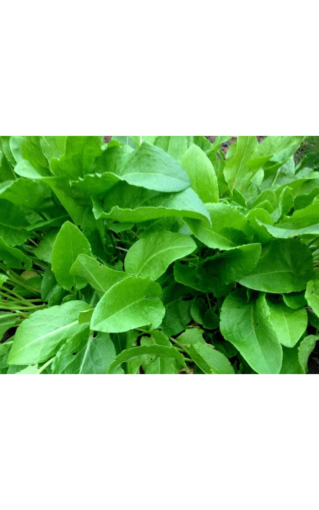 400+ Heirloom French Sorrel Seeds - Ancient Leafy-Herb, Vitamin-Rich