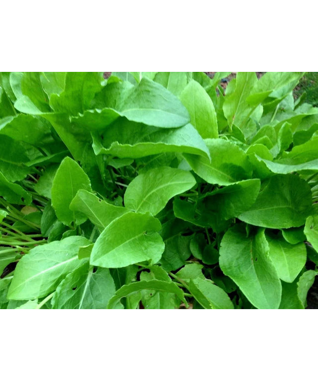 400+ Heirloom French Sorrel Seeds - Ancient Leafy-Herb, Vitamin-Rich
