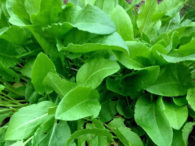 400+ Heirloom French Sorrel Seeds - Ancient Leafy-Herb, Vitamin-Rich