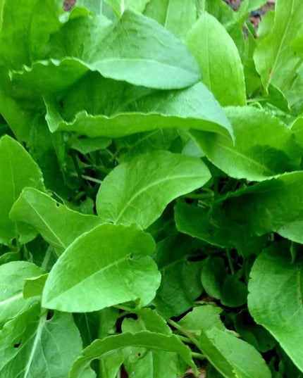 400+ Heirloom French Sorrel Seeds - Ancient Leafy-Herb, Vitamin-Rich