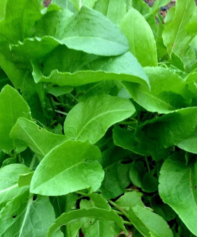 400+ Heirloom French Sorrel Seeds - Ancient Leafy-Herb, Vitamin-Rich