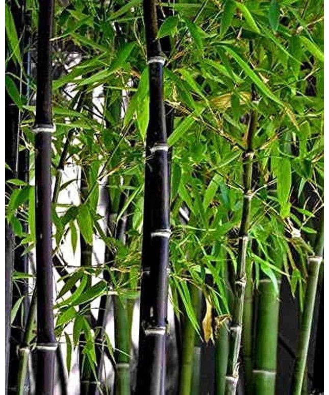 50+ Rare Black Bamboo Seeds - Fast Growing, Perfect for Privacy Screens & Environment-Friendly