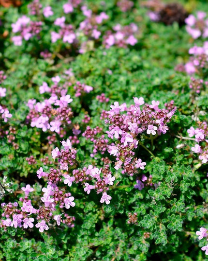 5000 Creeping Thyme Seeds - Easy-Care, Fragrant Ground Cover Thymus Serphyllum