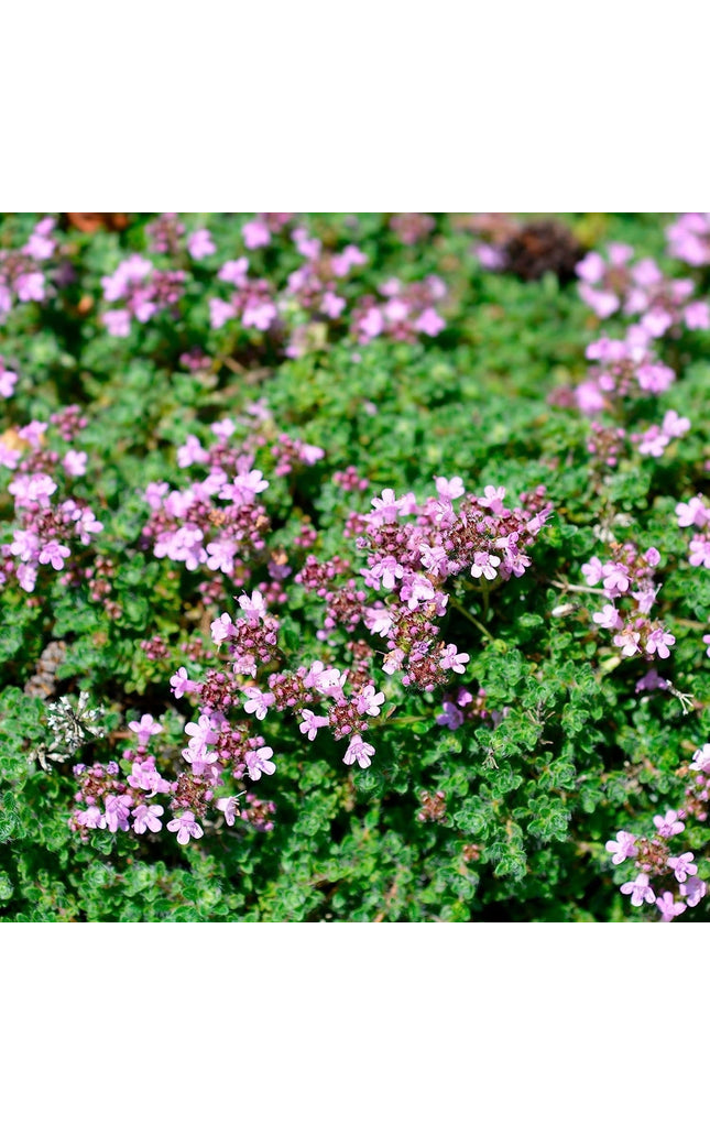 5000 Creeping Thyme Seeds - Easy-Care, Fragrant Ground Cover Thymus Serphyllum