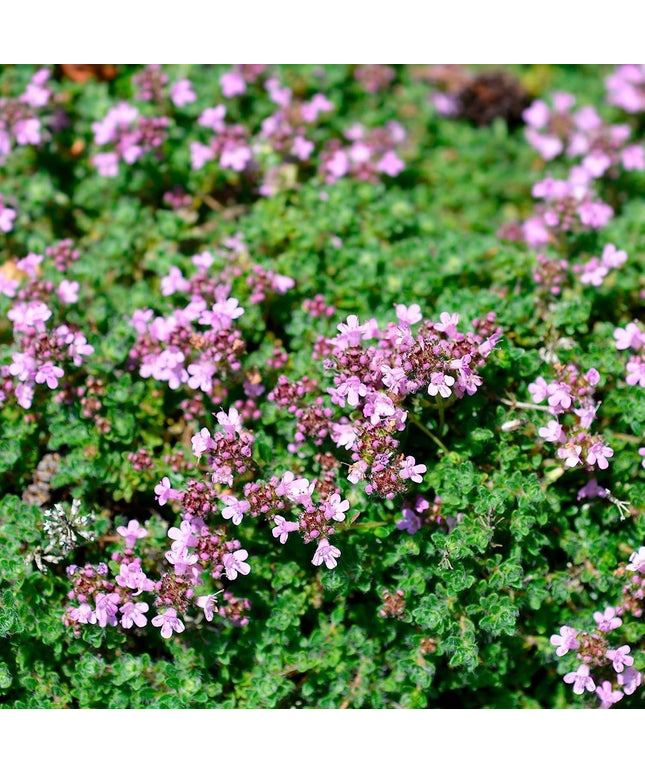 5000 Creeping Thyme Seeds - Easy-Care, Fragrant Ground Cover Thymus Serphyllum