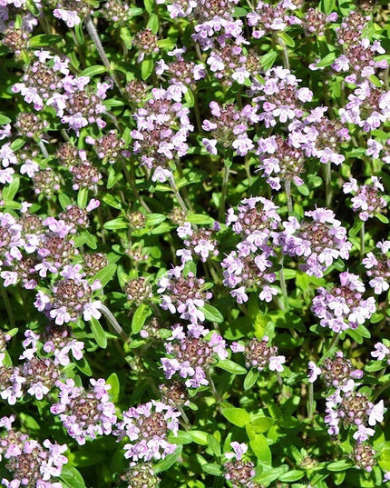 5000 Creeping Thyme Seeds - Easy-Care, Fragrant Ground Cover Thymus Serphyllum