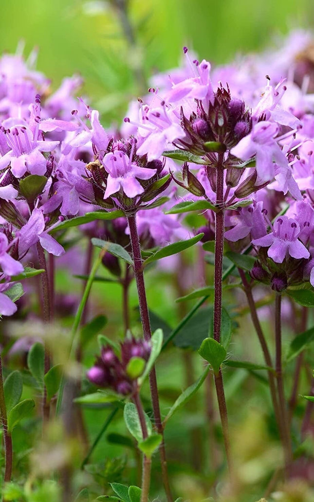 5000 Creeping Thyme Seeds - Easy-Care, Fragrant Ground Cover Thymus Serphyllum