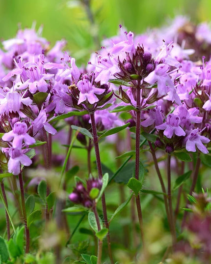 5000 Creeping Thyme Seeds - Easy-Care, Fragrant Ground Cover Thymus Serphyllum
