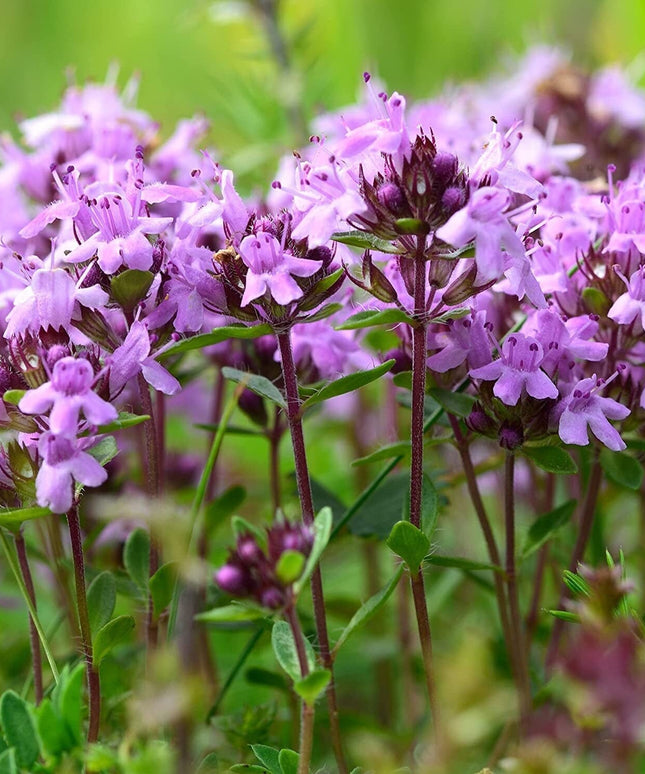 5000 Creeping Thyme Seeds - Easy-Care, Fragrant Ground Cover Thymus Serphyllum