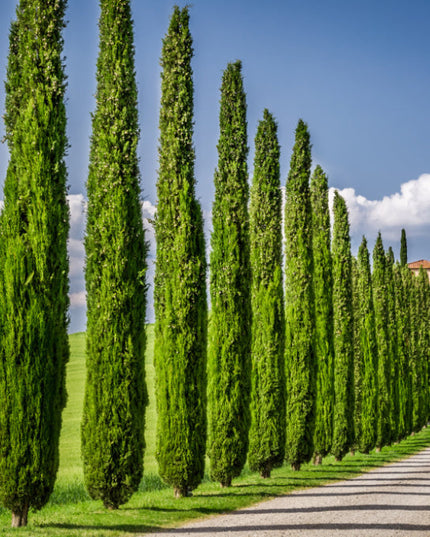Italian Cypress Seeds - Exotic Evergreen Tree Great for Landscaping and Hedge Rows