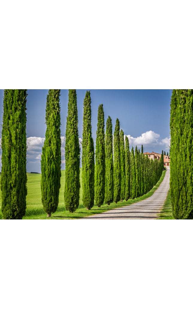 Italian Cypress Seeds - Exotic Evergreen Tree Great for Landscaping and Hedge Rows