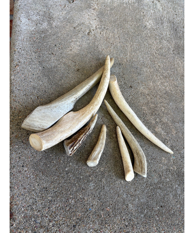 Deer Antler- Large