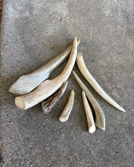 Deer Antler- Medium