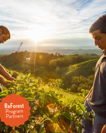 Lil' Red | Decaf Single Origin | Colombia | Swiss Water Press Decaffeinated (Wholesale)