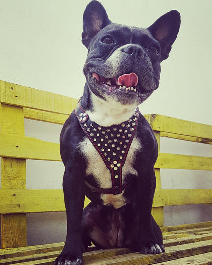 ''Frenchie'' studded leather harness Small to Medium Size
