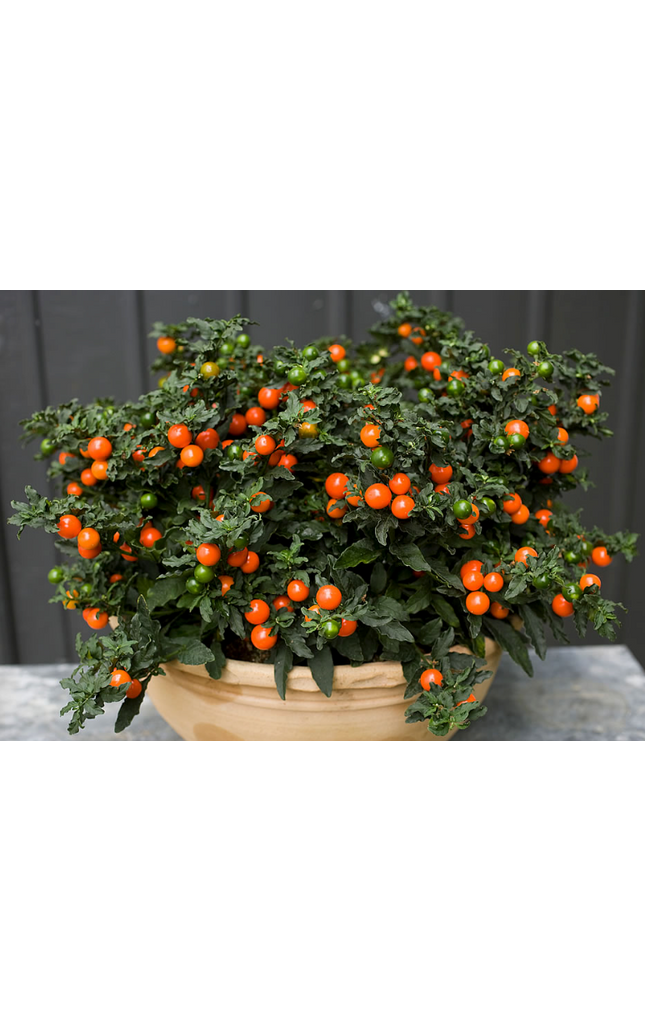Jerusalem Cherry Christmas Plant Perennial - 15 Seeds