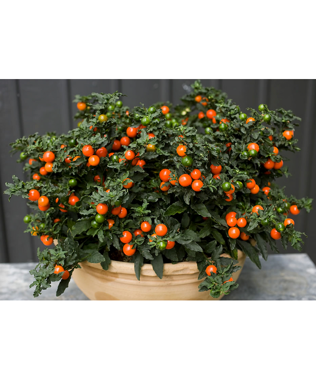 Jerusalem Cherry Christmas Plant Perennial - 15 Seeds