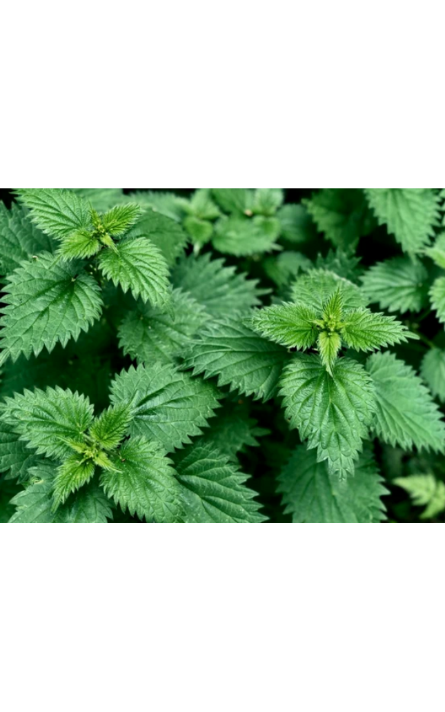 Urtica Dioica Stinging Nettle Seeds - Heirloom Perennial Herb, Iron-Rich Plant