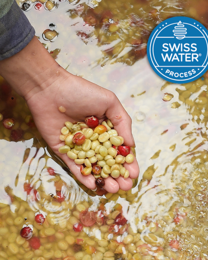 Lil' Red | Decaf Single Origin | Colombia | Swiss Water Press Decaffeinated (Wholesale)