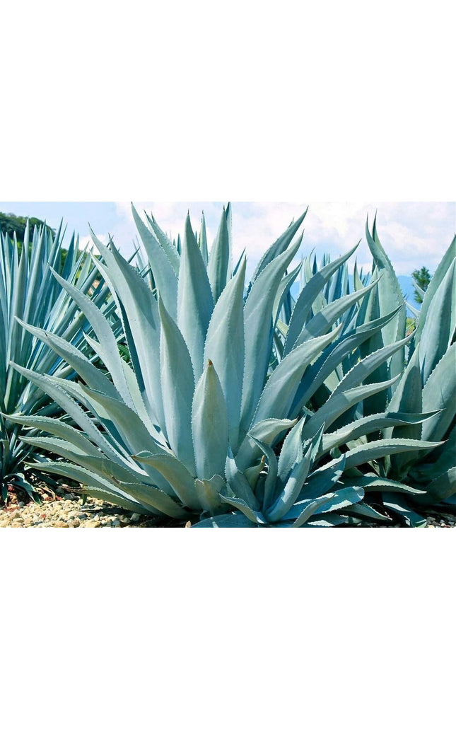 Agave Americana - 15 Seeds - Century Succulent Seeds Cactus Perennial Plant Garden