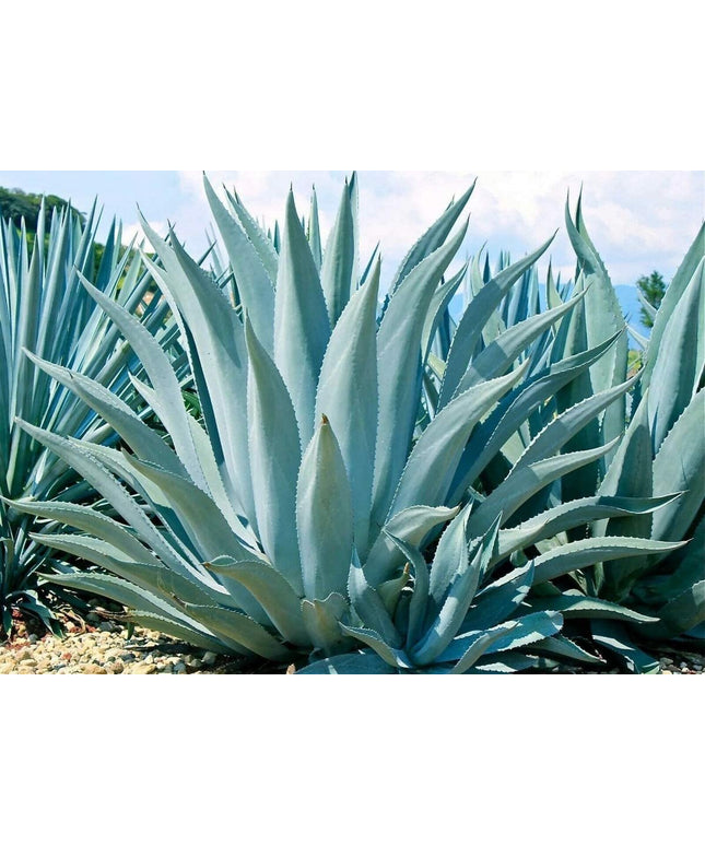 Agave Americana - 15 Seeds - Century Succulent Seeds Cactus Perennial Plant Garden