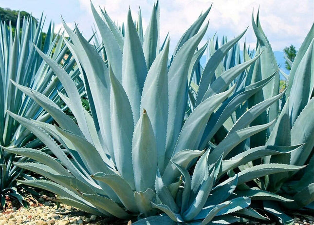 Agave Americana - 15 Seeds - Century Succulent Seeds Cactus Perennial Plant Garden