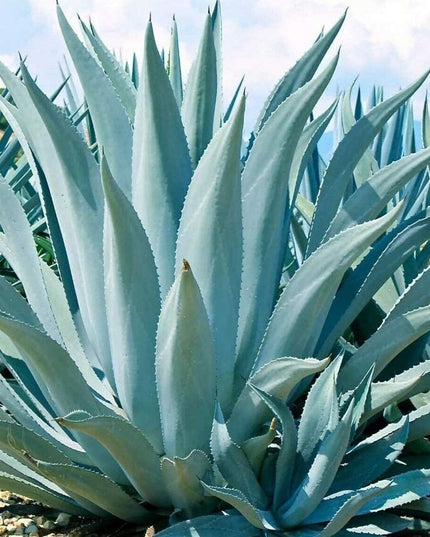 Agave Americana - 15 Seeds - Century Succulent Seeds Cactus Perennial Plant Garden
