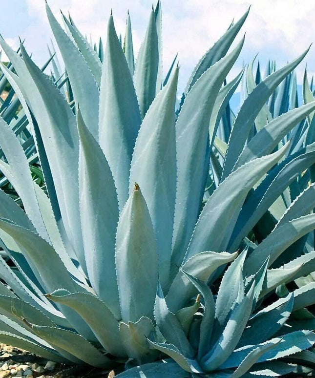 Agave Americana - 15 Seeds - Century Succulent Seeds Cactus Perennial Plant Garden