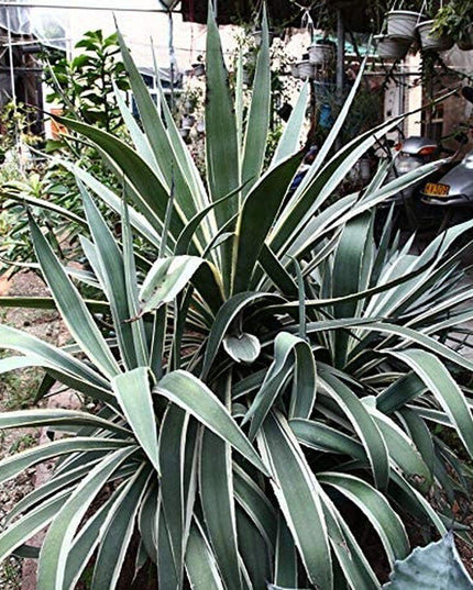 Agave Americana - 15 Seeds - Century Succulent Seeds Cactus Perennial Plant Garden