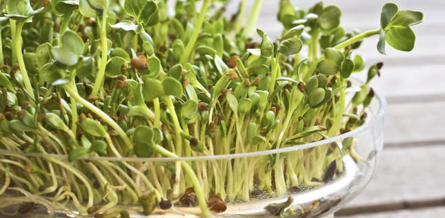 Alfalfa Seeds – Organic Sprouting Seeds – Non-Gmo Premium Alfalfa Seeds – Rich in Vitamins, Minerals, Fiber