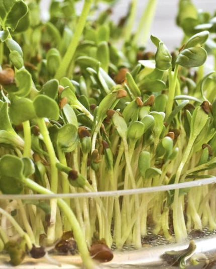 Alfalfa Seeds – Organic Sprouting Seeds – Non-Gmo Premium Alfalfa Seeds – Rich in Vitamins, Minerals, Fiber