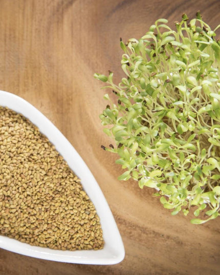 Alfalfa Seeds – Organic Sprouting Seeds – Non-Gmo Premium Alfalfa Seeds – Rich in Vitamins, Minerals, Fiber