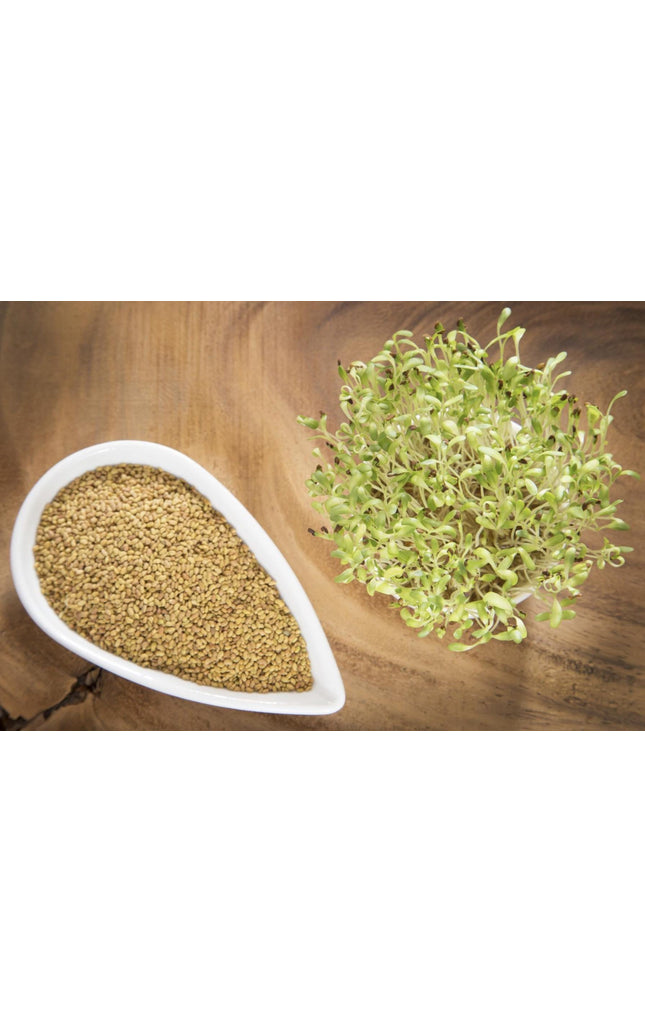Alfalfa Seeds – Organic Sprouting Seeds – Non-Gmo Premium Alfalfa Seeds – Rich in Vitamins, Minerals, Fiber