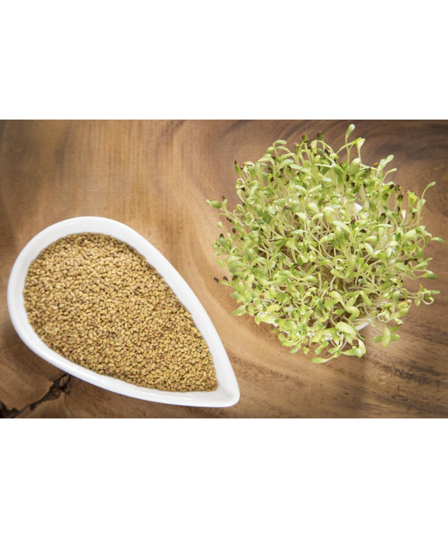Alfalfa Seeds – Organic Sprouting Seeds – Non-Gmo Premium Alfalfa Seeds – Rich in Vitamins, Minerals, Fiber