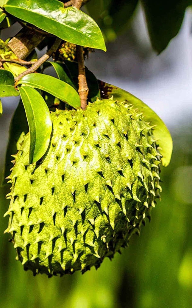 Annona Muricata - 10 Seeds - Soursop, Graviola, Guyabano, Sirsak, Non-Gmo Fruit Seeds, Tasty Tropical
