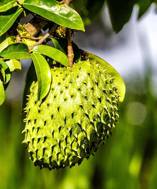 Annona Muricata - 10 Seeds - Soursop, Graviola, Guyabano, Sirsak, Non-Gmo Fruit Seeds, Tasty Tropical