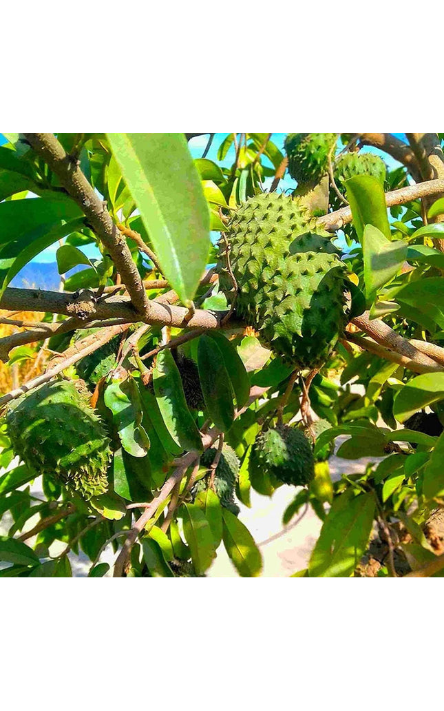 Annona Muricata - 10 Seeds - Soursop, Graviola, Guyabano, Sirsak, Non-Gmo Fruit Seeds, Tasty Tropical