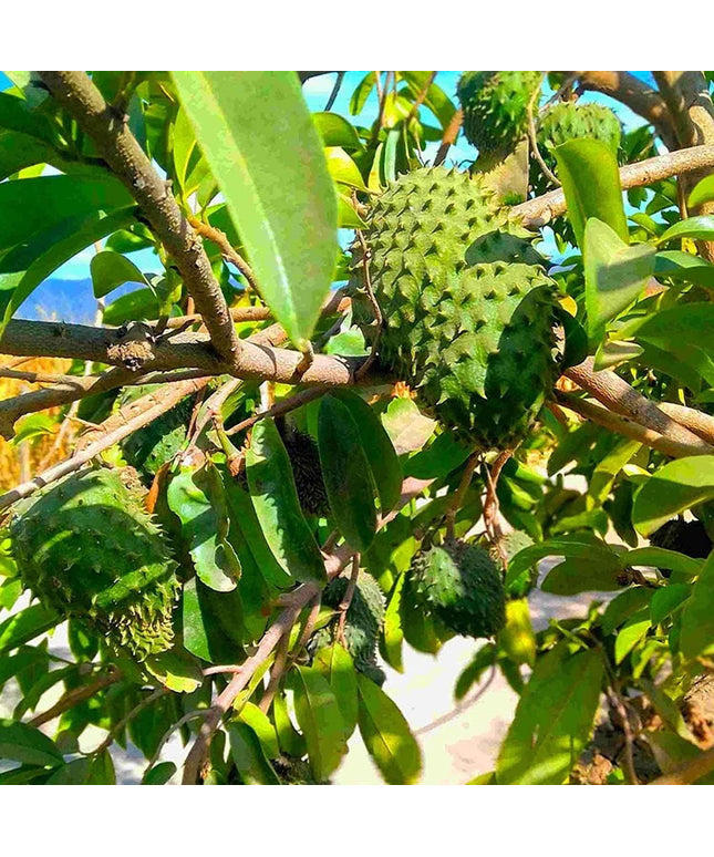 Annona Muricata - 10 Seeds - Soursop, Graviola, Guyabano, Sirsak, Non-Gmo Fruit Seeds, Tasty Tropical