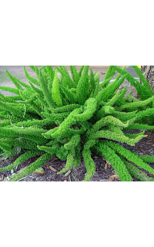 Asparagus Densiflorus Sprengeri - 20 Seeds - Foxtail Fern Seeds