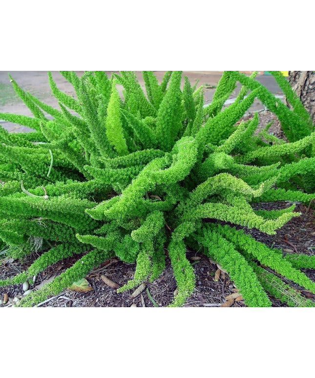 Asparagus Densiflorus Sprengeri - 20 Seeds - Foxtail Fern Seeds